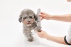 Машинка для стрижки собак Xiaomi Petkit Trimmer 2 in 1